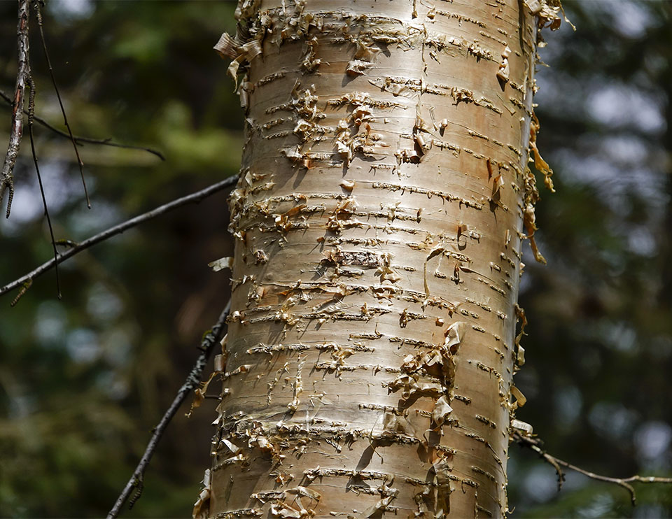 Yellow Birch: Photo Credit-https://wildadirondacks.org/