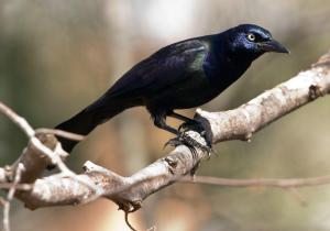 Common Grackle: cwatts/Flickr