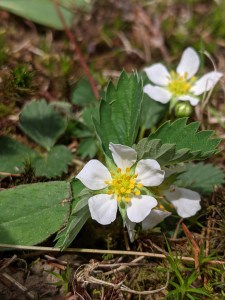 Wild Strawberry flowers