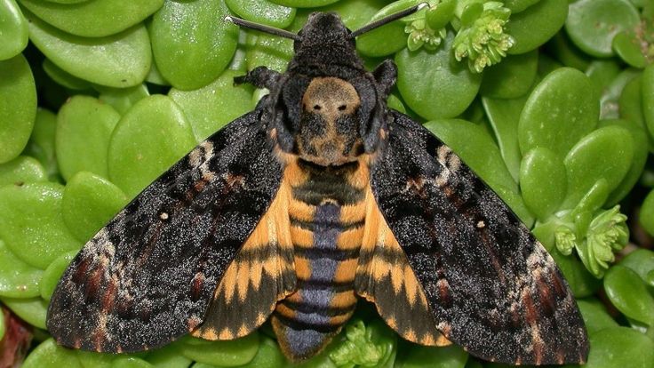Death's Head Hawkmoth: Credit Les Hill