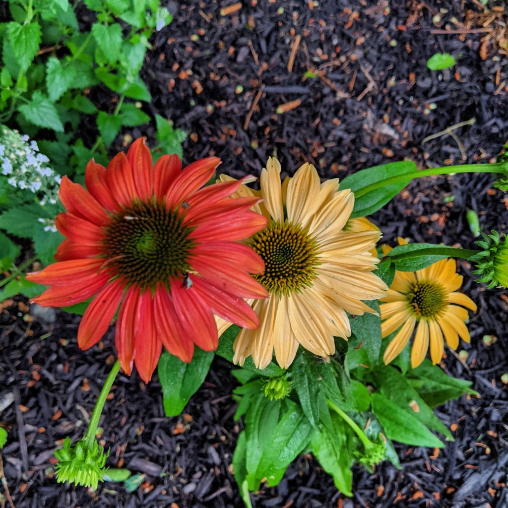 Red and Yellow Echinacea