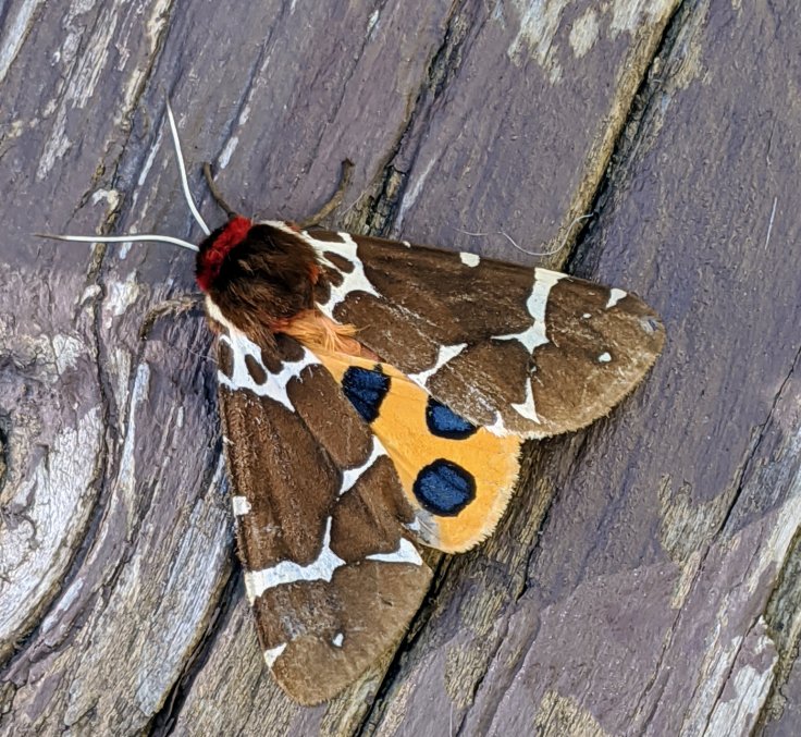 Garden Tiger Moth