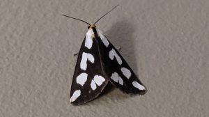 Confused Haploa Moth