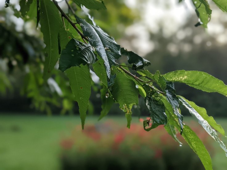 Leaves in the morning