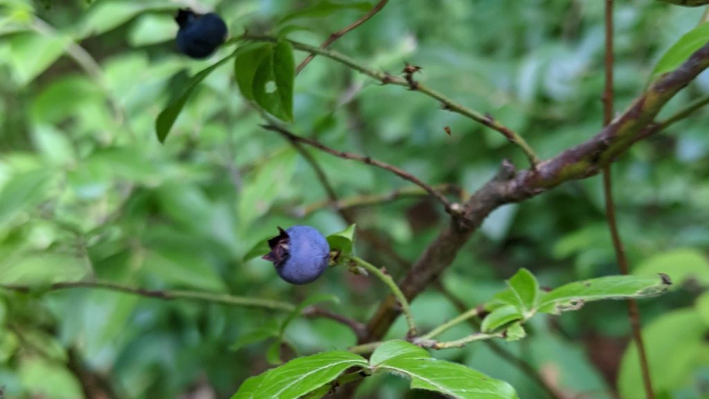 Wild Blueberries found on a bush