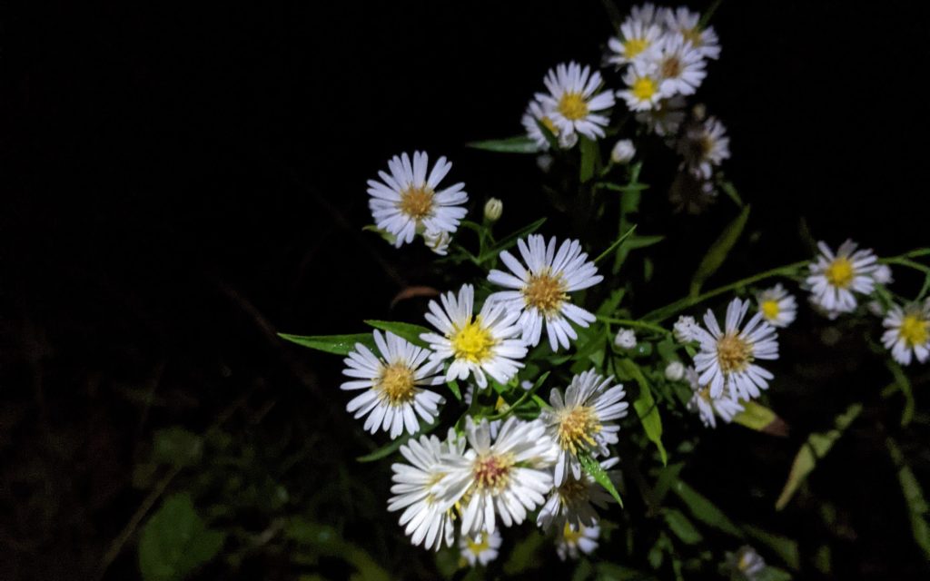 White Asters in the Dark