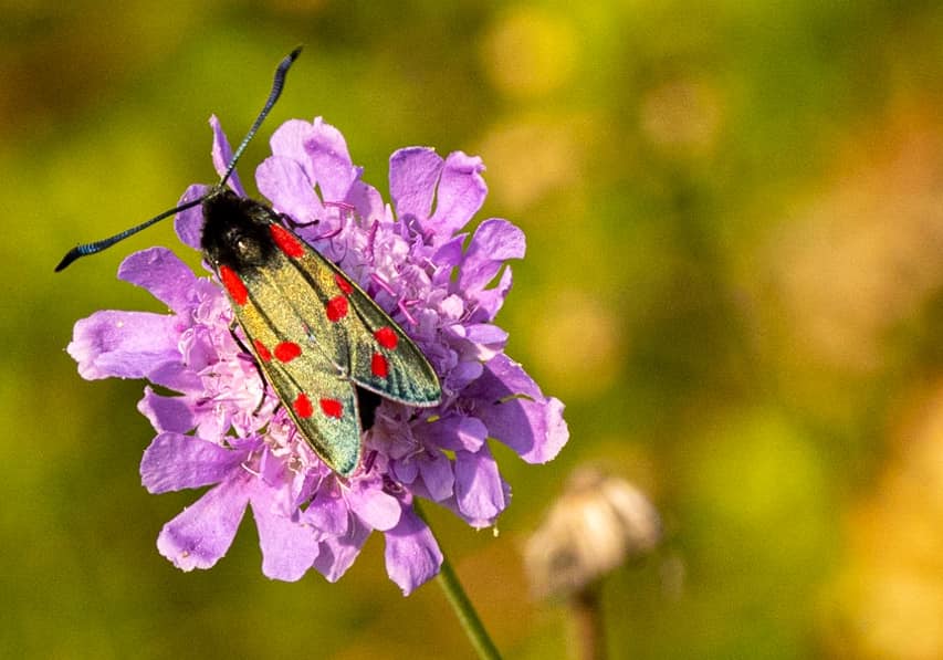 The six-spot burnet moth Photo Cridt: Graham Parkinson