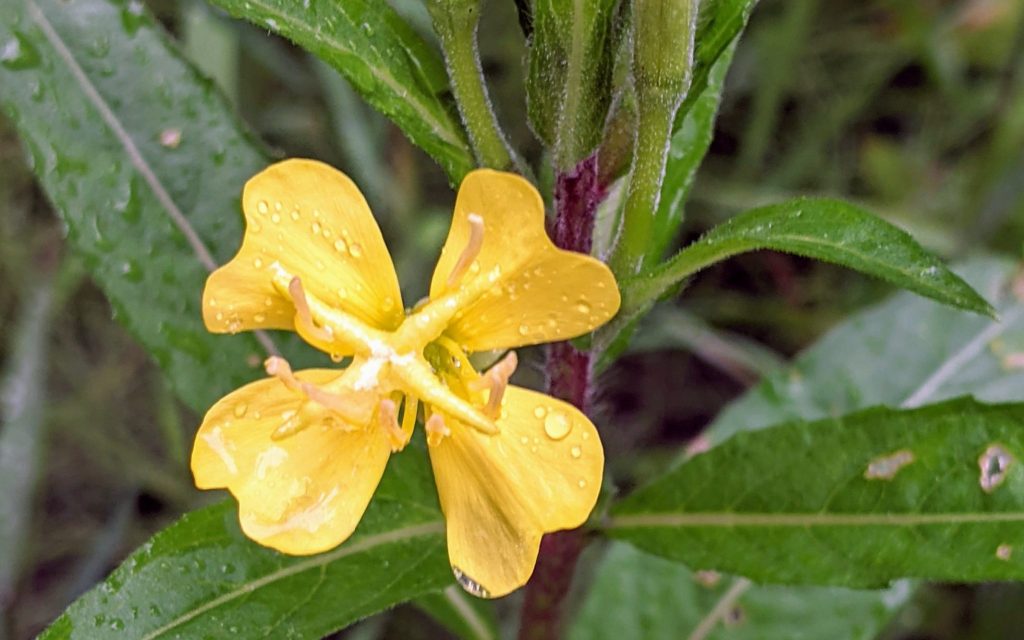 Evening Primrose