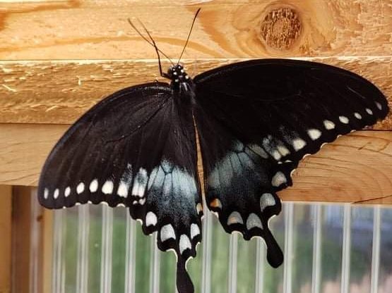 Black Swallowtail Butterfly