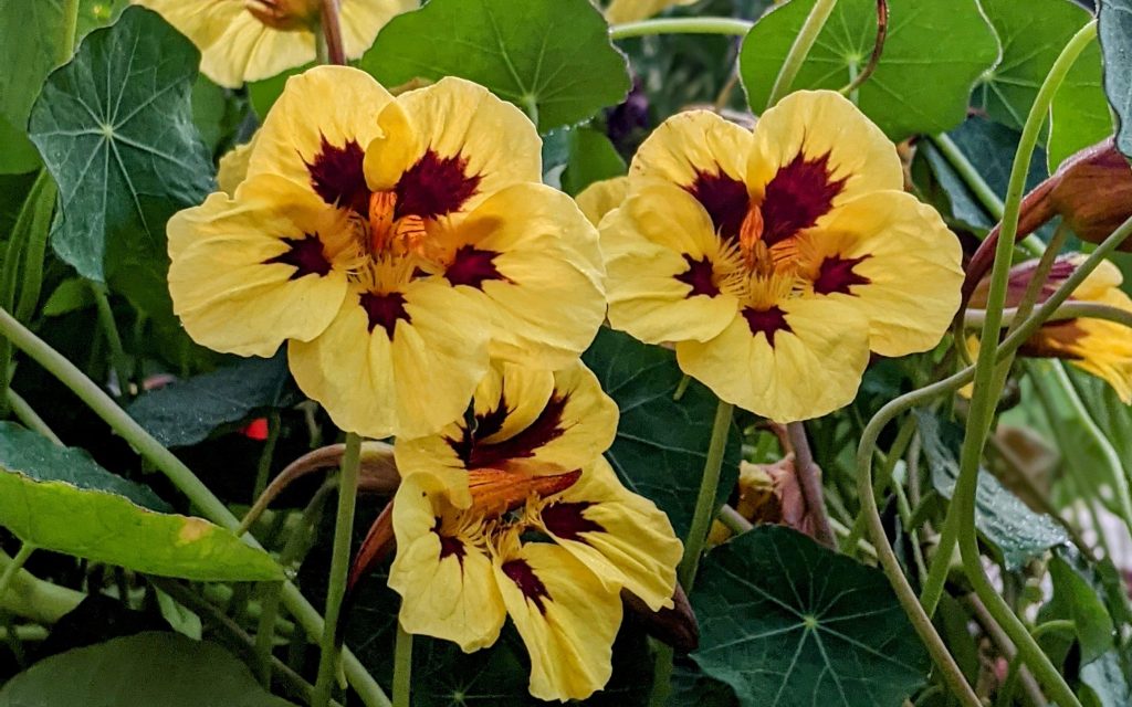Garden Nasturtium