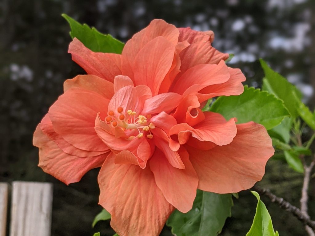 Hibiscus Flower