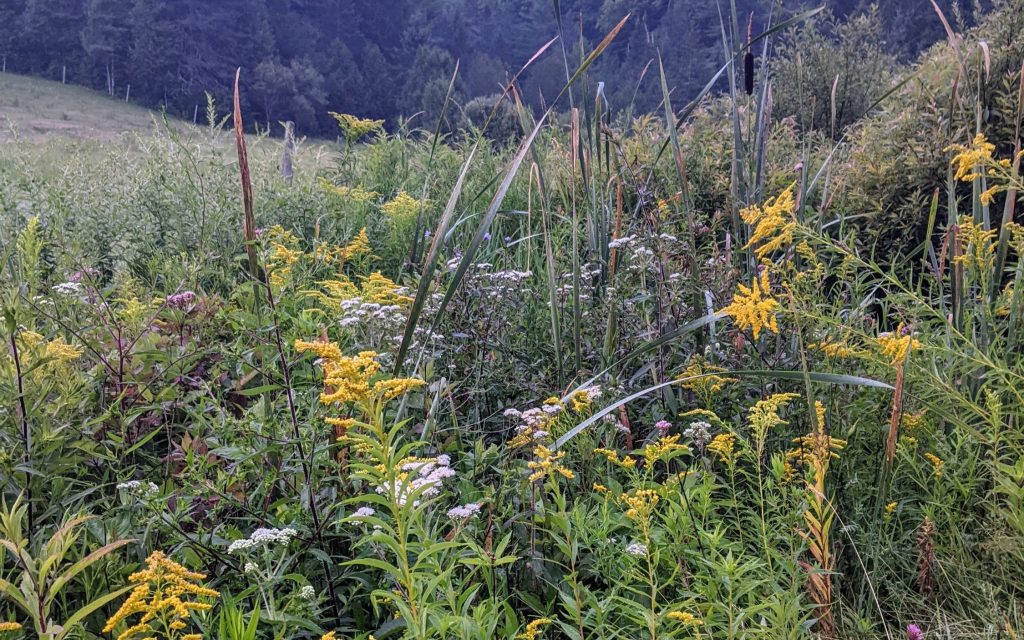 Wildflowers near field