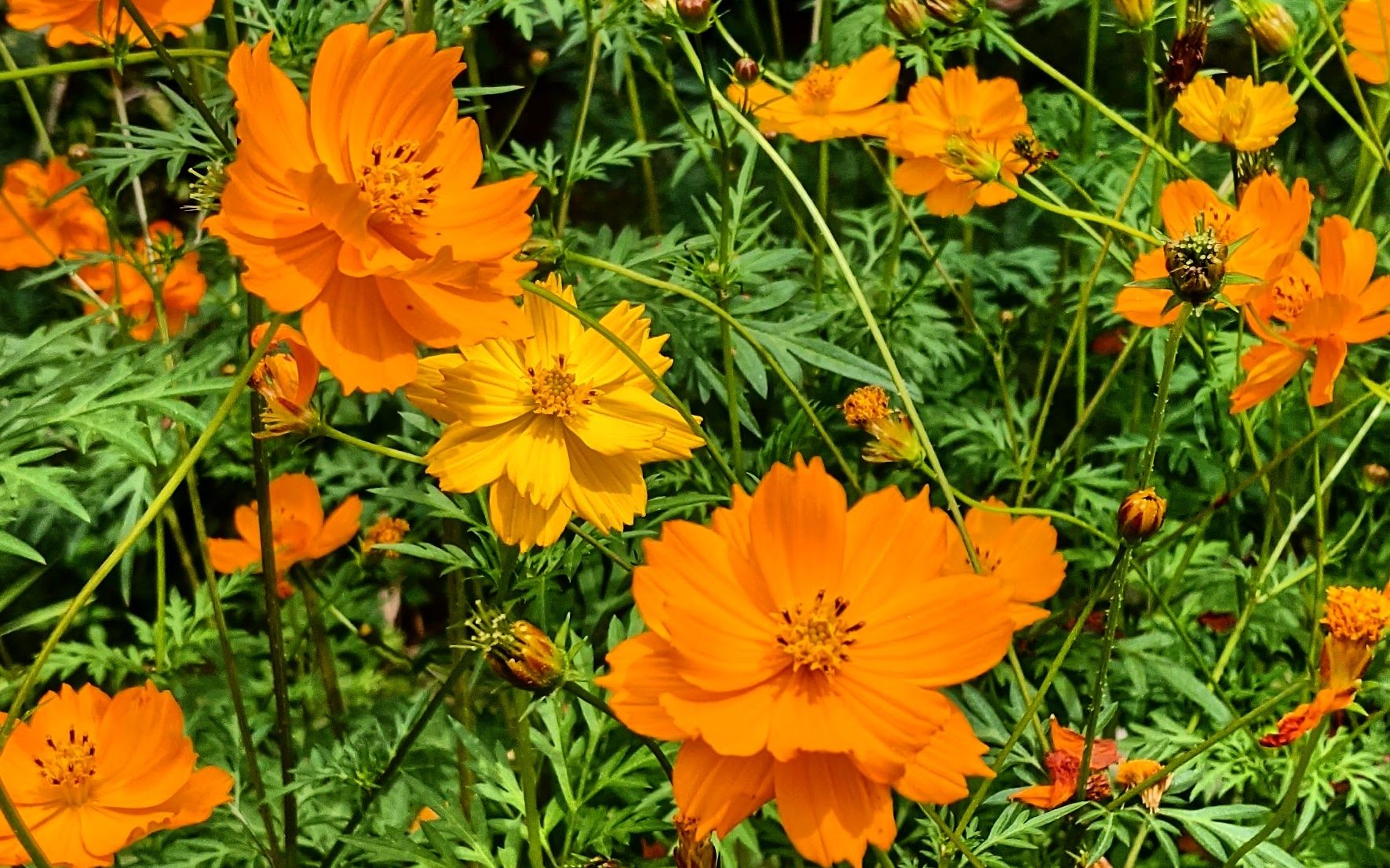 Orange Cosmos