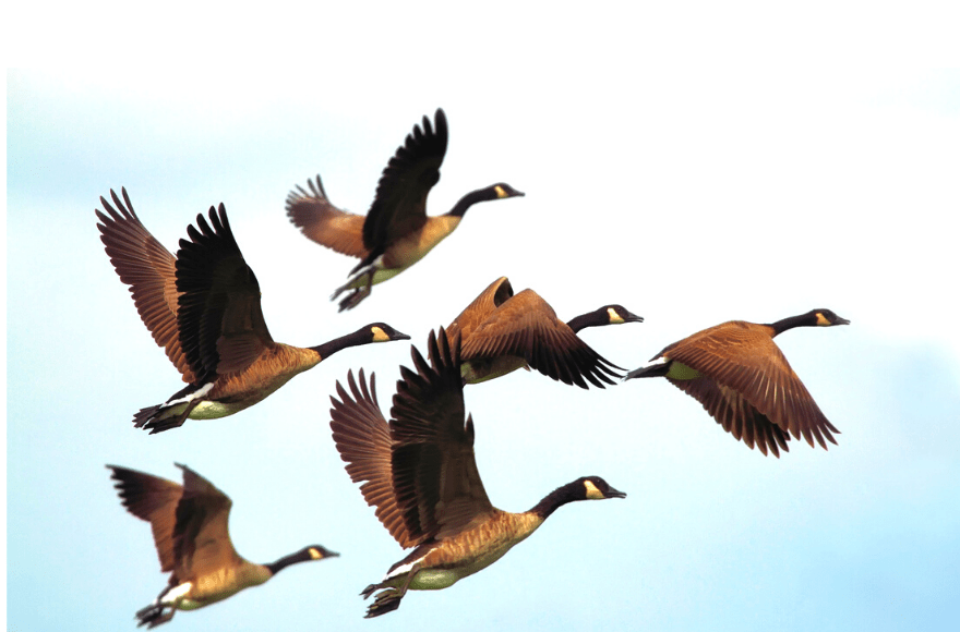 Illustration of Canada Geese