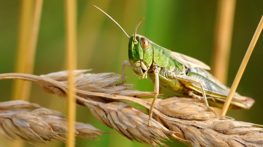 Grasshopper picture by Pixabay