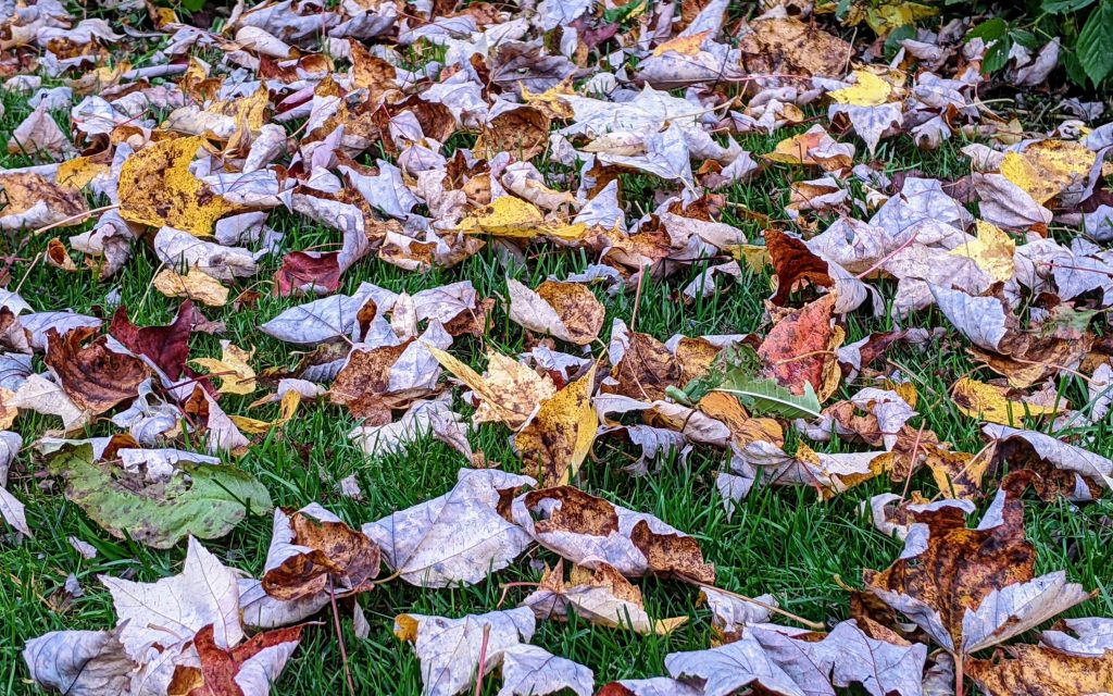 Leaves on the ground