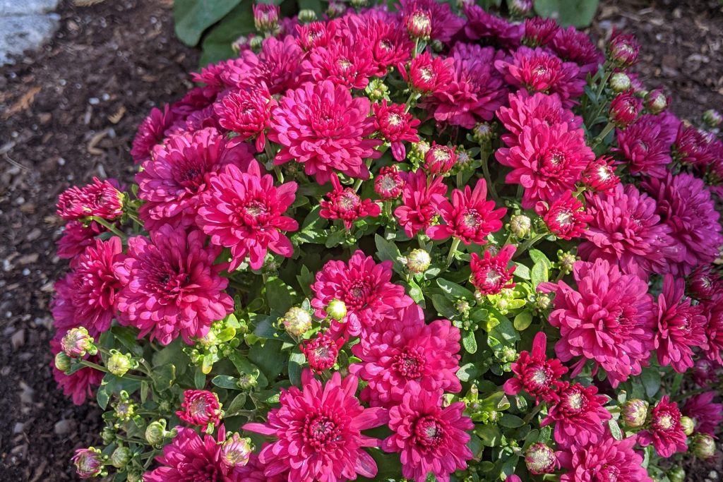 Hardy Chrysanthemum - red