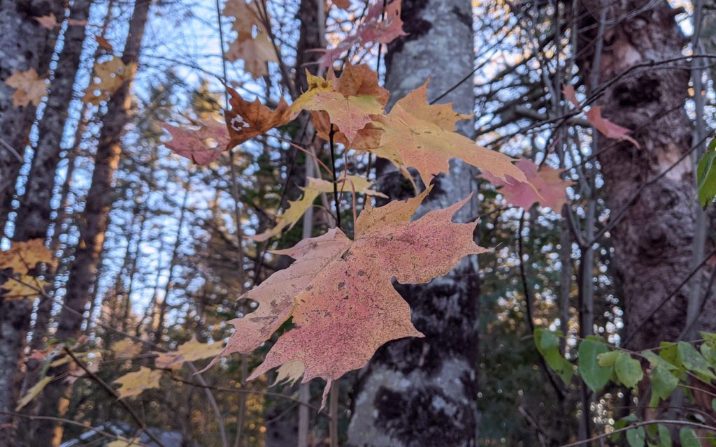 Maple leaves in the fall: Photo Credit Mark S