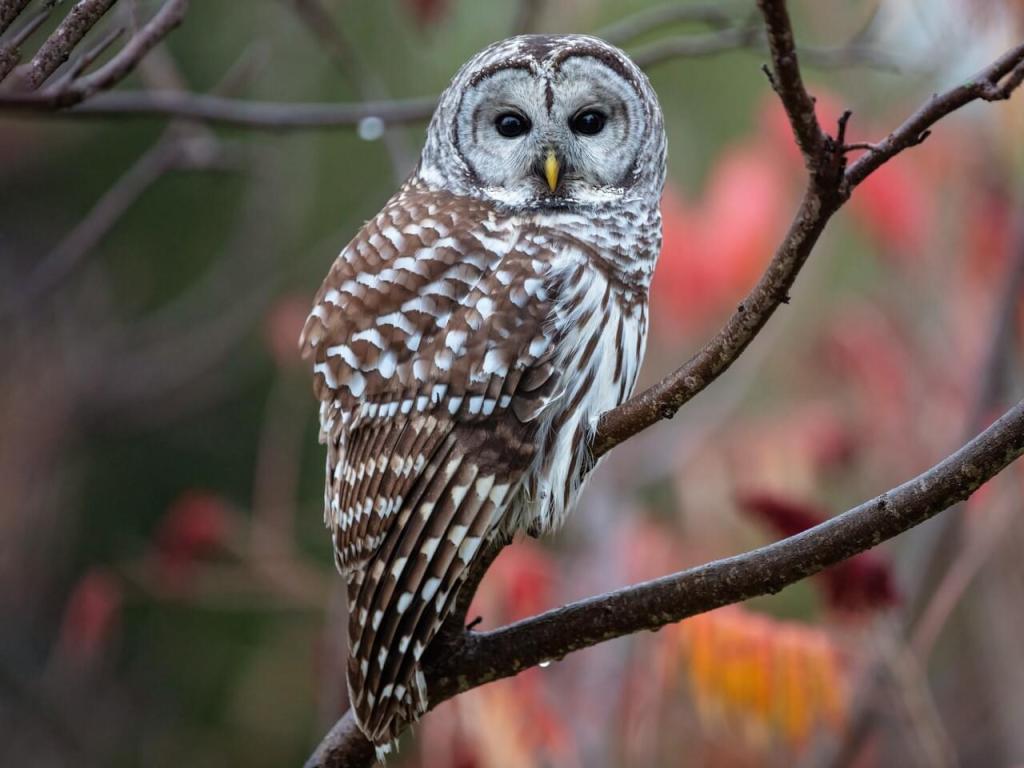  Barred Owl-Blair Dudeck November 03 2020 Macaulay Library
