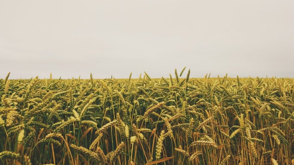 Grasses by Pierre Sudre Pexels