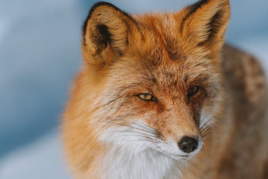 Fox by Yaroslav Shuraev on Pexels.com