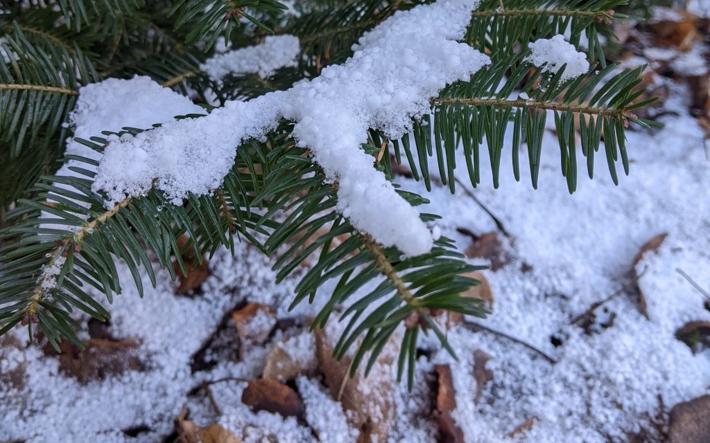 snow on branches