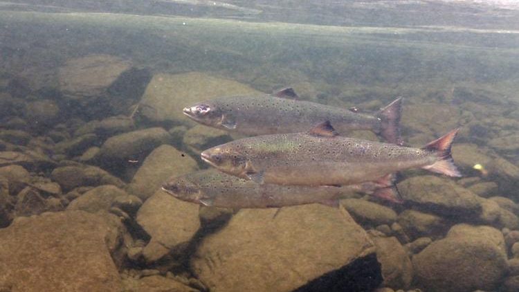 Atlantic Salmon