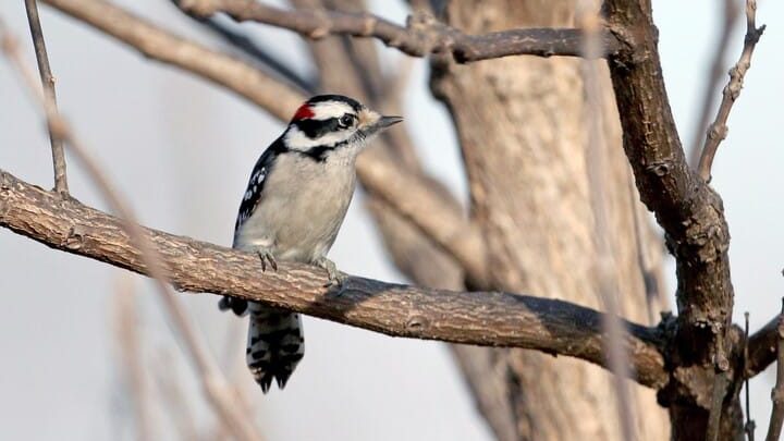 Down Woodpecker