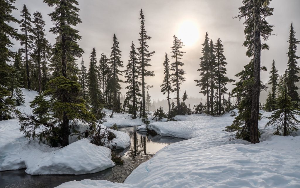 Winter Tree photo by James Wheeler