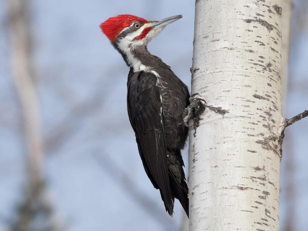 Pileated Woodpecker: Photo Credit Simon Boivin