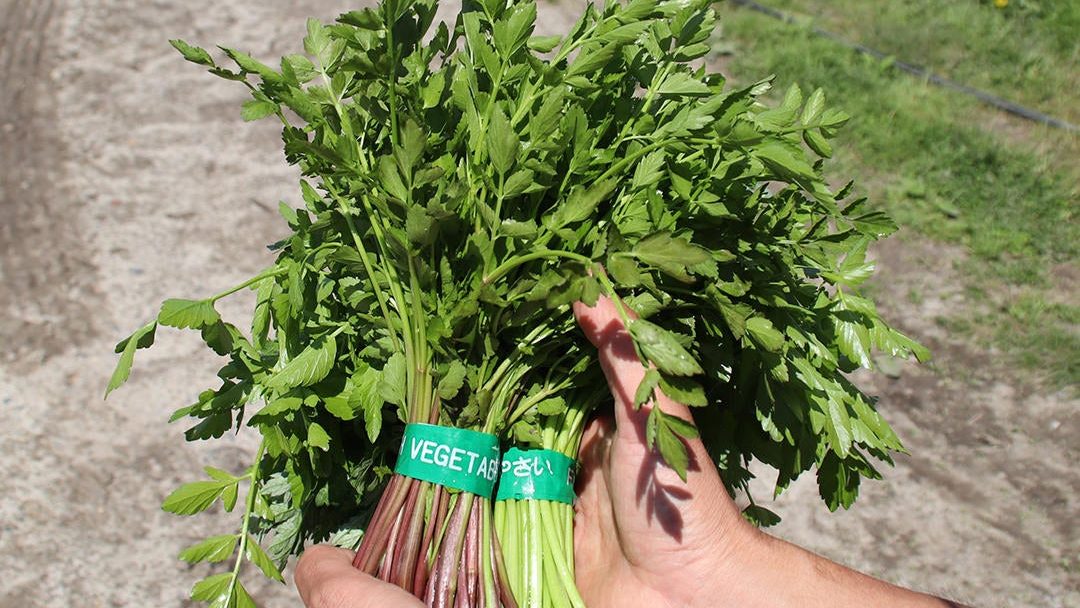 Seri or Water Dropwort/Photo credit: Suzuki Farm