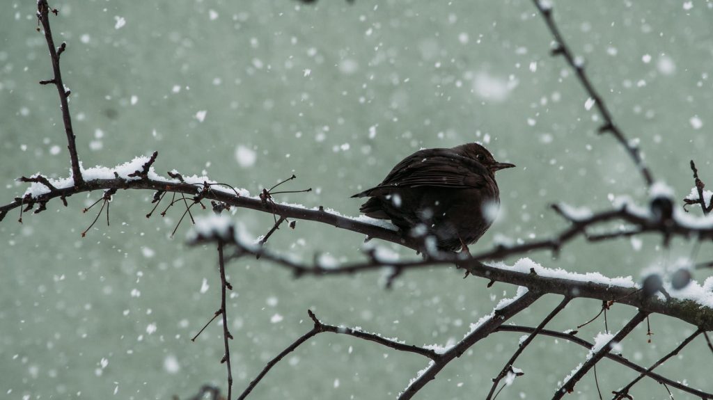 bird in snow