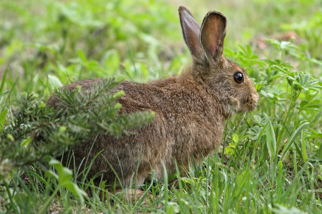 By Lepus_americanus_5459.JPG: Walter Siegmund (talk)derivative work: Wsiegmund - This file was derived from: Lepus americanus 5459.JPG:, CC BY-SA 3.0, https://commons.wikimedia.org/w/index.php?curid=24512769