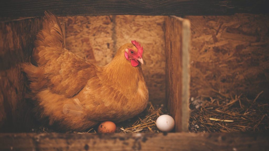 Chicken with eggs by Alison Burrell on Pexels