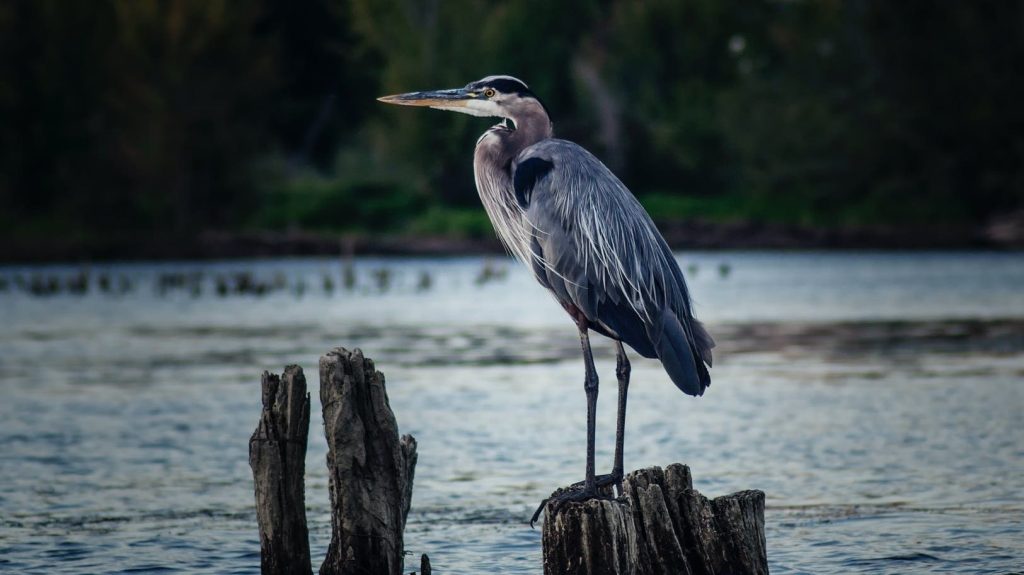 Heron Photo by Frank Cone on Pexels.com
