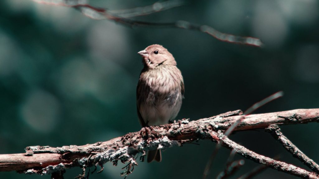 Sparrow on Branch Photo Credit: Felipe Gaioski on Pexels.com