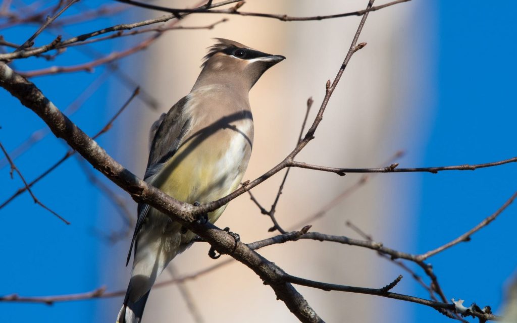 Cedar WaxwingPhoto by David Dibert on Pexels.com