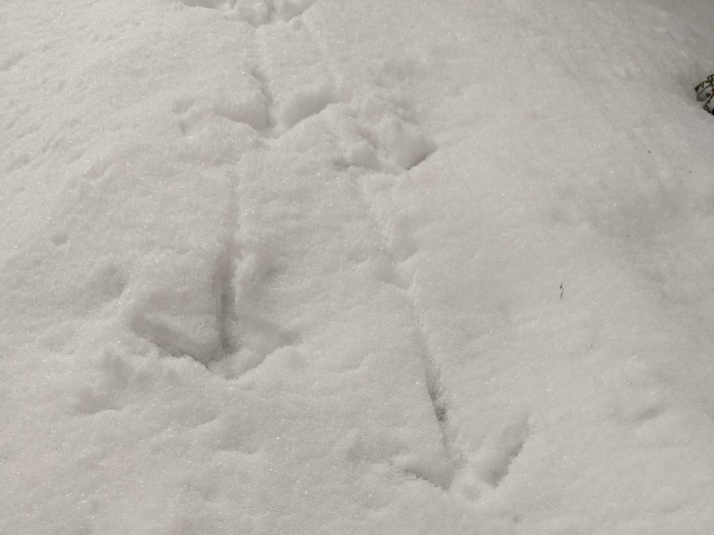 Turkey Tracks in Snow