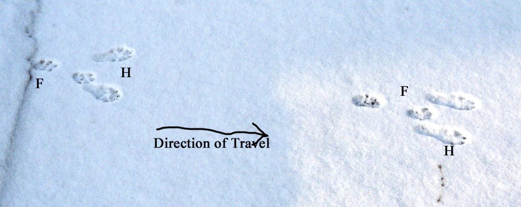 Rabbit Tracks in the snow, The Old Naturalist