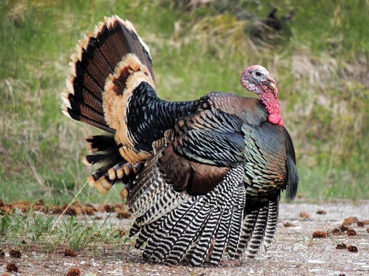 Wild Turkey, Photo Credit: Brian McKenney/Macaulay Library