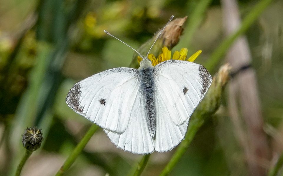  Cabbage White on the Jackrabbit Trail at River Road (24 September 2018). WildAdriondacks.org