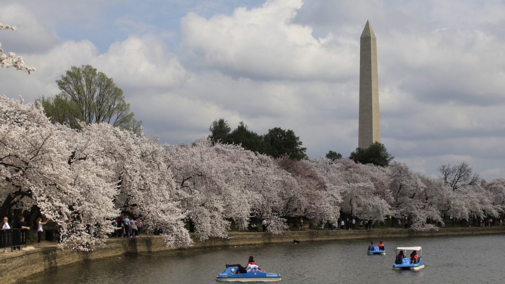 Cherry Blossoms at the Tidal Basin: Photo Credit National Park Service