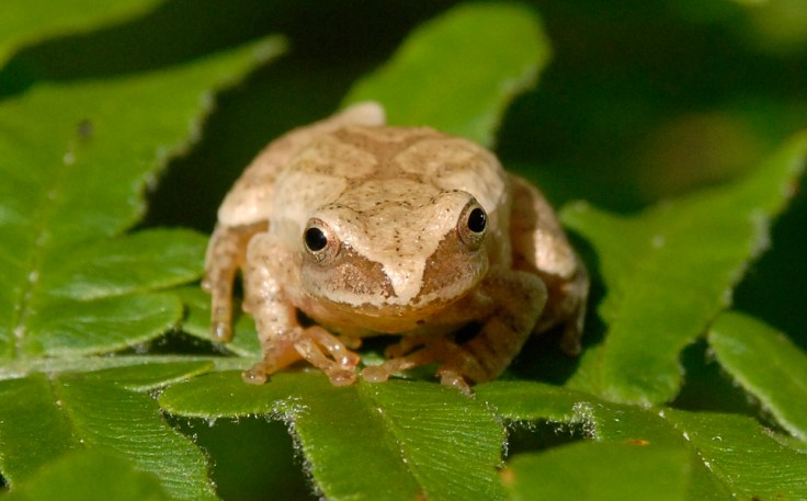 Spring Peeper: Photo Credit-Phil Myers