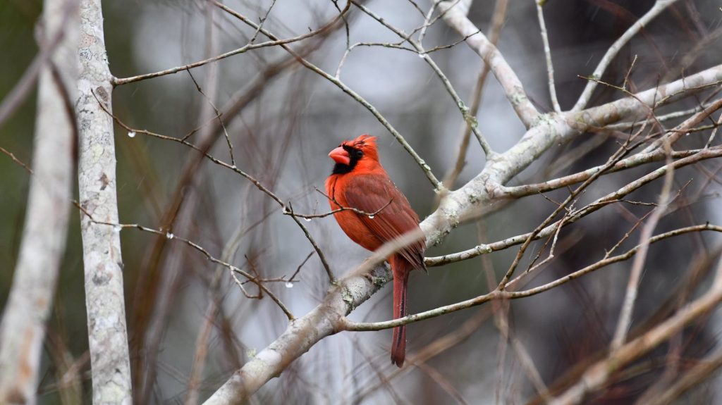 Male Cardinal photo by Brian Forsyth on Pexels.com