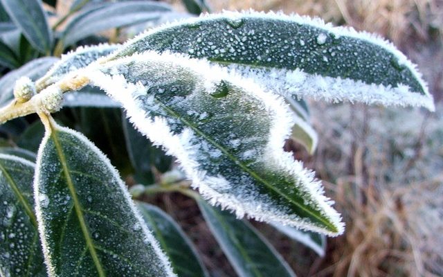 Frosted Evergreen by Christine Westerback is licensed under CC-BY-SA 2.0