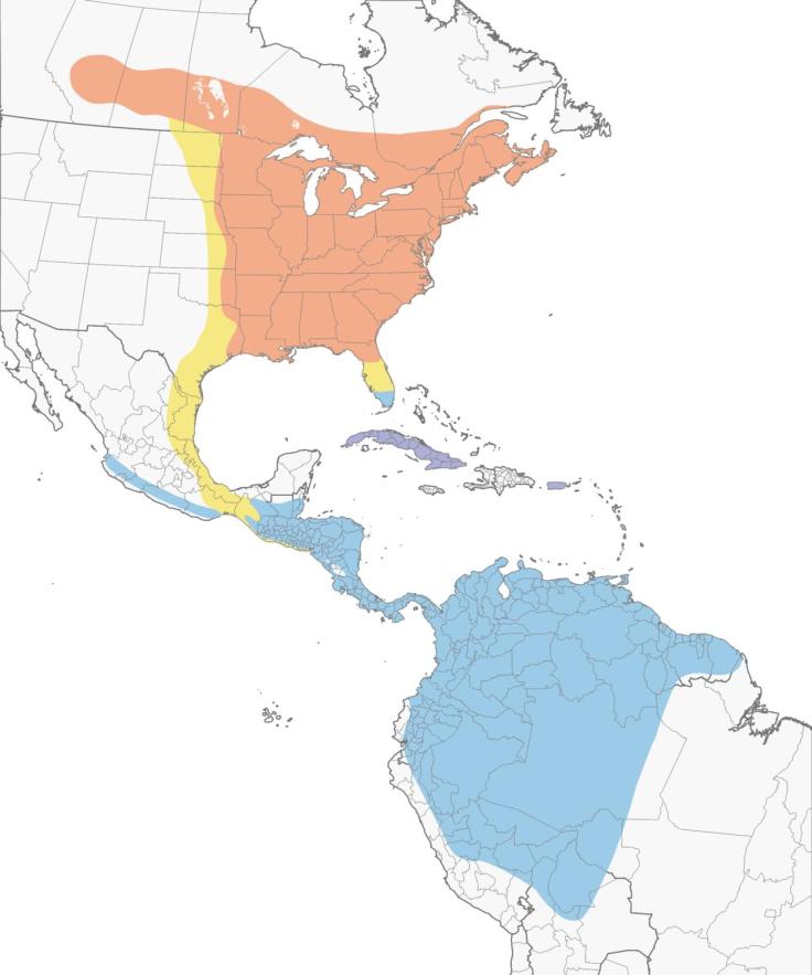 Migratory map of the Broad-winged Hawk (Orange=Breeding/Blue=nonbreeding/winter)/Source: AllAboutBirds.org