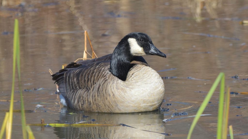 Canada Goose/Photo Credit Jack Bulmer on Pexels.com