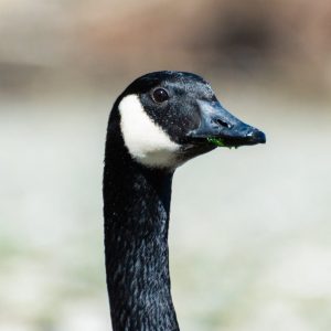 Canada Goose: Photo Credit: Bryce Carithers