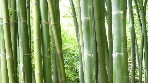 Bamboo canes at Trebah Gardens by Rod Allday is licensed under CC-BY-SA 2.0