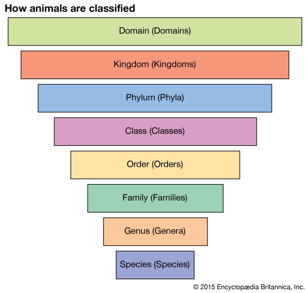 Taxonomic ranking-Photo credit: Encyclopedia Britannica